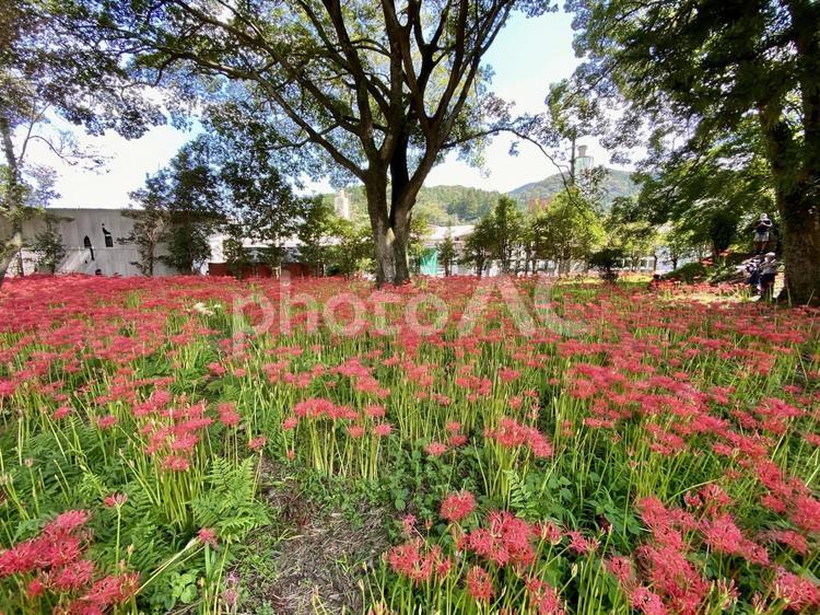彼岸花の風景 山,背景,曇の写真素材