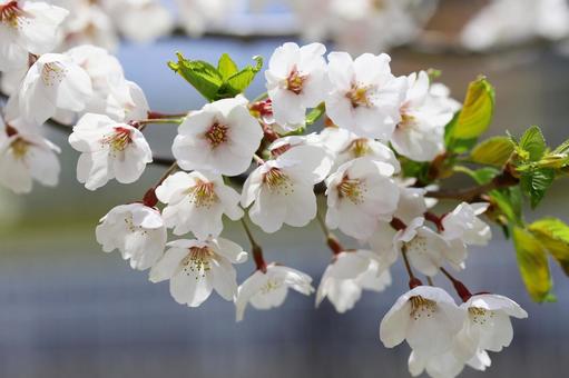 Photo, cherry blossoms, spring, sakura, 