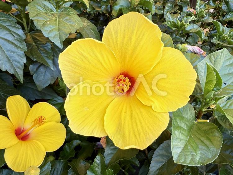 黄花ハイビスカス ハイビスカス,南国,花の写真素材