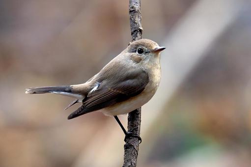 オジロビタキ オジロビタキ,小鳥,野鳥の写真素材