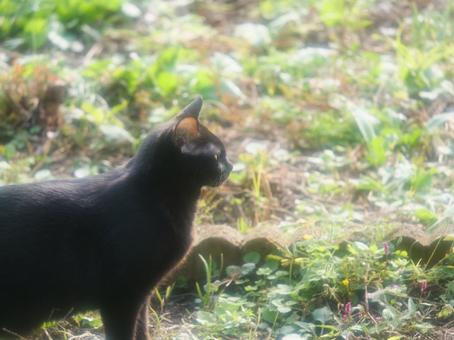 庭先の黒猫 猫,ねこ,かわいいの写真素材