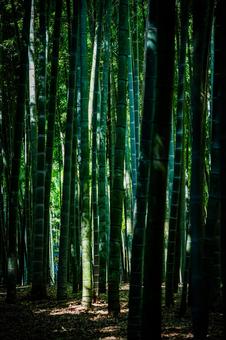 栃木県　竹林 栃木,栃木県,宇都宮市の写真素材