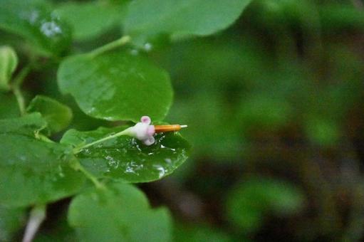 アクシバ アクシバ アクシバ,花,植物の写真素材