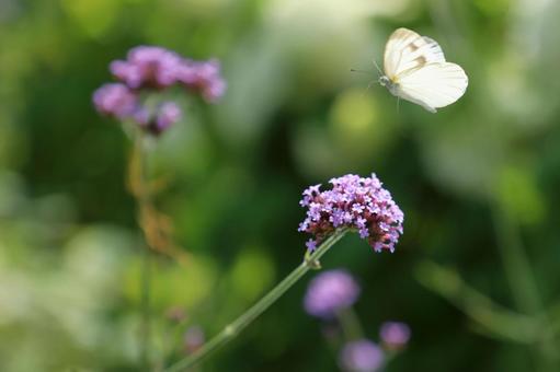 Photo, pattern white butterfly, monsieur root, liu hua li, 