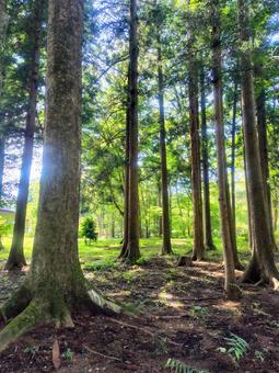 杉林 杉林 杉,スギ,森林浴の写真素材