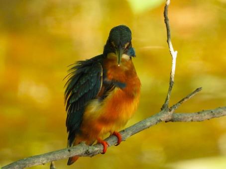 枝の上からこちらを見るカワセミの写真