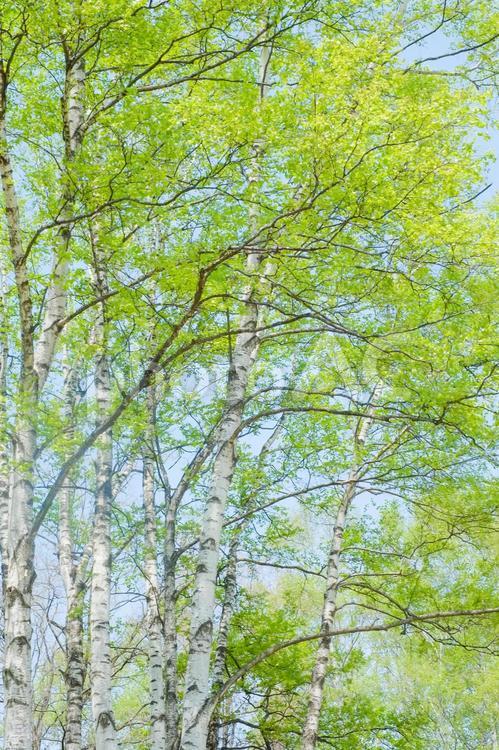 白樺の林 白樺,木,森の写真素材