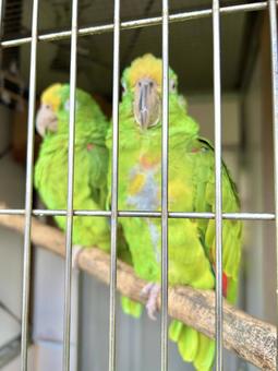 キビタイボウシインコ キビタイボウシインコの写真