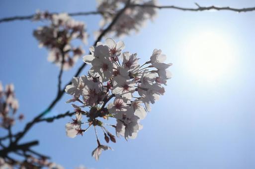 太陽とサクラ 太陽とサクラの写真