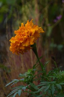 四季咲きの花：マリーゴールド1 植物,マリーゴールド,草花の写真素材