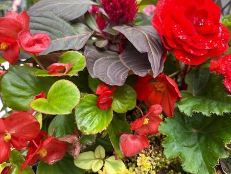 赤とグリーンの寄せ植え 赤とグリーンの寄せ植えの写真