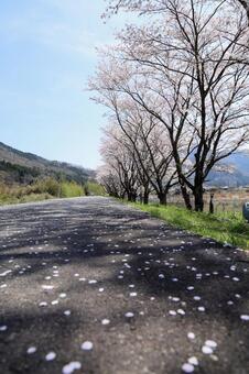 桜 春,木,風景の写真素材