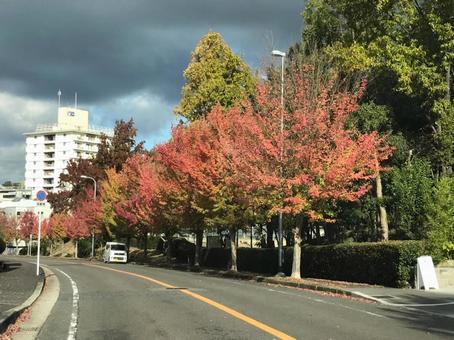 紅葉 紅葉の写真