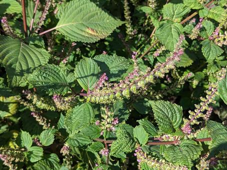 青じその実 シソ,青じそ,野菜の写真素材