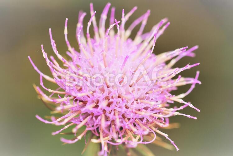 植物　花　アザミ 植物,花,アザミの写真素材