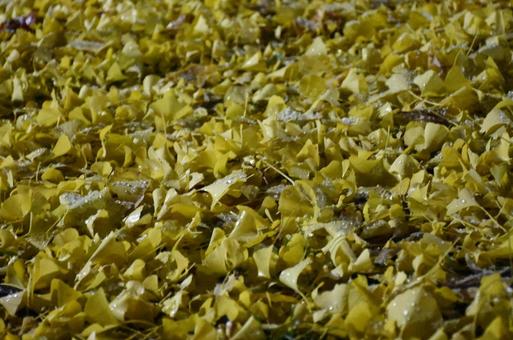 雪混じりのイチョウ葉の絨毯 中島公園,イチョウ葉,札幌の写真素材