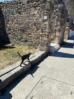 ポンペイの猫 ポンペイの猫 猫,野良猫,散歩の写真素材