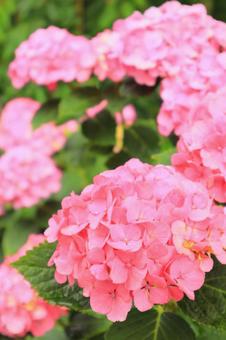 あじさい23 あじさい23の写真