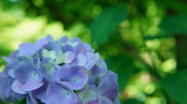 青紫の紫陽花のアップ 青紫の紫陽花のアップの写真