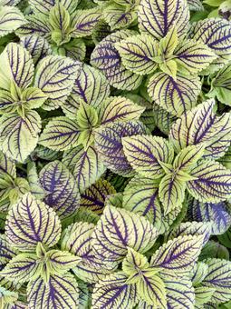 コリウス ガイズデライト コリウス,ガイズデライト,シソ科の写真素材