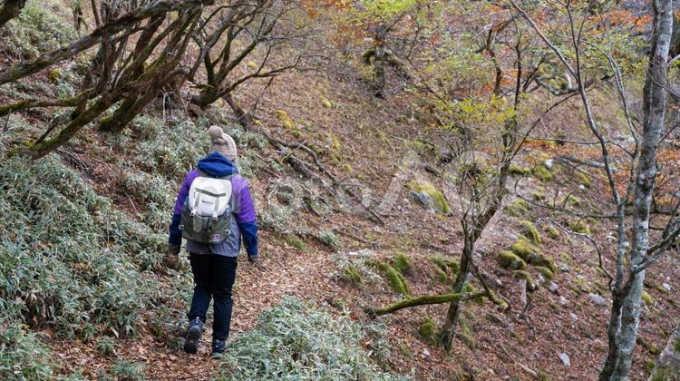 日本の秋の登山　落ち葉とハイキングする人 紅葉,森林,歩くの写真素材