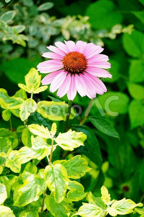 エキナセアの花　壁紙 花,ピンクの花,花壇の写真素材