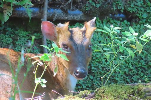 キョン キョンの写真