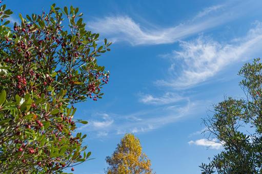 秋の公園 紅葉,カエデ,秋の写真素材