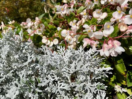 ベゴニアとシロタエキク ベゴニア,花,シロタエキクの写真素材