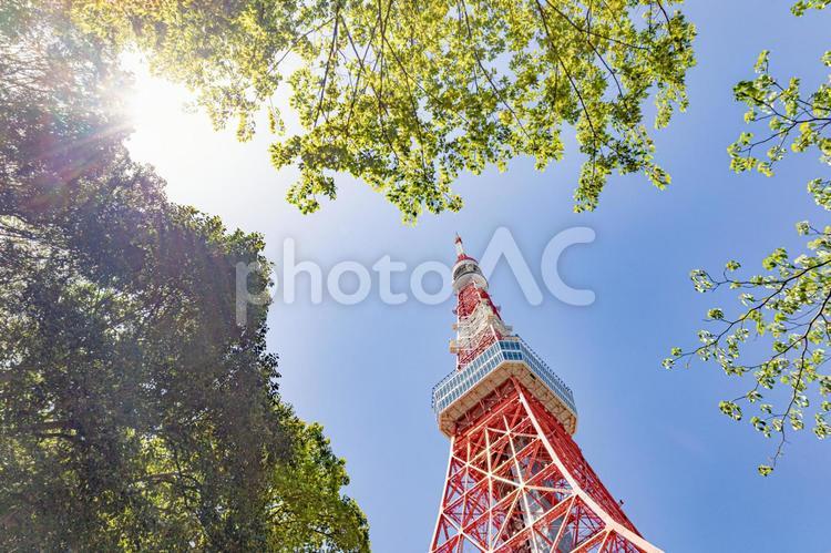 新緑　公園　東京タワー 新緑,自然,公園の写真素材