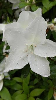 花 花の写真