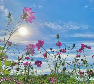青空とコスモス1 青空とコスモス1 コスモス,秋桜,ピンクの写真素材