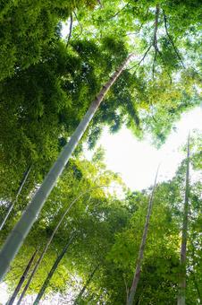 背高く伸びる竹林 緑,新緑,葉の写真素材