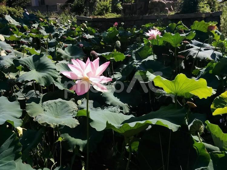花　蓮　はす　ハス　Lotus　清らかな心　神聖　16 夏,花,蓮の写真素材