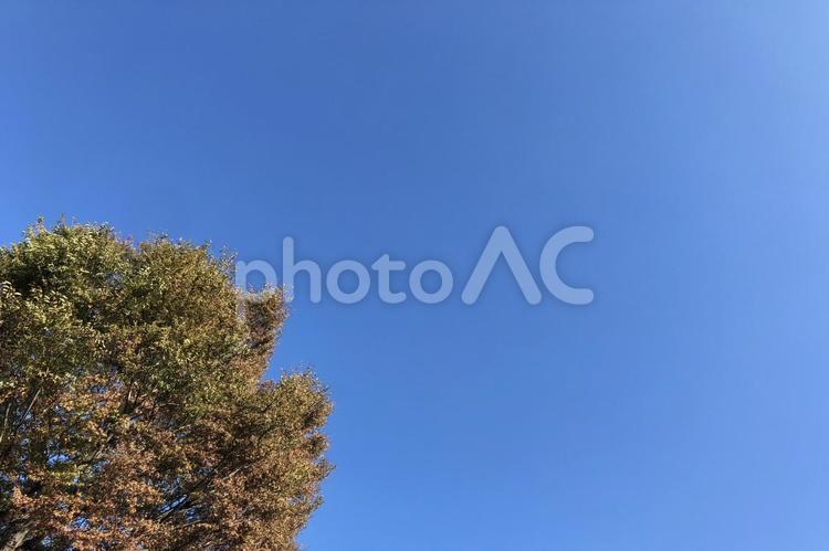 空と木 空,自然,屋外での写真素材