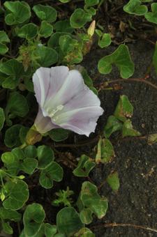 春の花:ハマヒルガオ4 春の花:ハマヒルガオ4 植物,ハマヒルガオ,浜昼顔の写真素材