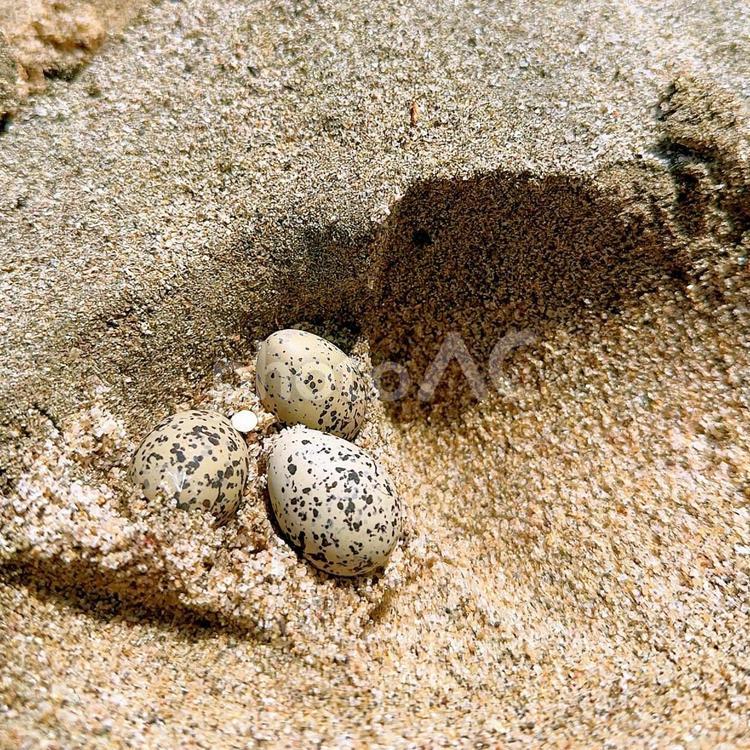 コアジサシの卵 コアジサシ,卵,砂浜の写真素材