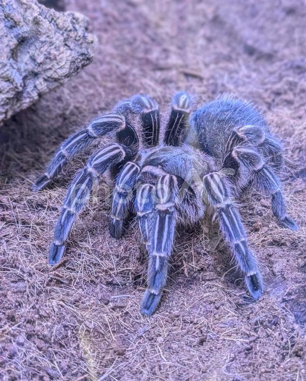 蜘蛛　タランチュラ 蜘蛛,タランチュラ,生き物の写真素材