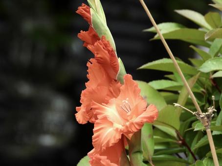 Photo, plant, flower, river side, 
