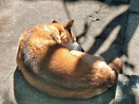 柴犬04：日向ぼっこする柴犬 柴犬,日本犬,日なたぼっこの写真素材