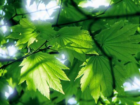 ハウチワカエデの若葉 [改良版] ハウチワカエデ,新緑,若葉の写真素材