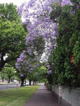メルボルンのジャカランダ オーストラリア,メルボルン,ジャカランダの写真素材