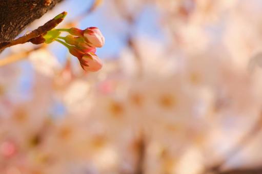 桜の蕾 桜の蕾の写真