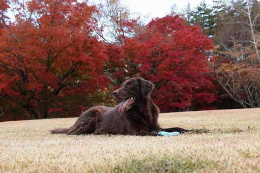 紅葉と犬 犬,大型犬,レトリーバーの写真素材