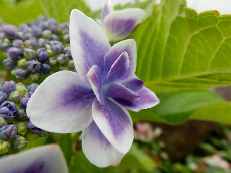 [Flower photo] Hydrangea flower, JPG