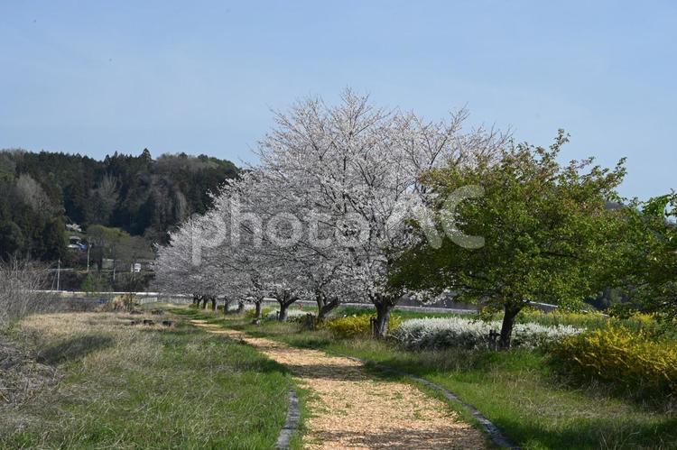 安中市ふるや広場前の桜並木 サクラ,桜,ピンク色の写真素材