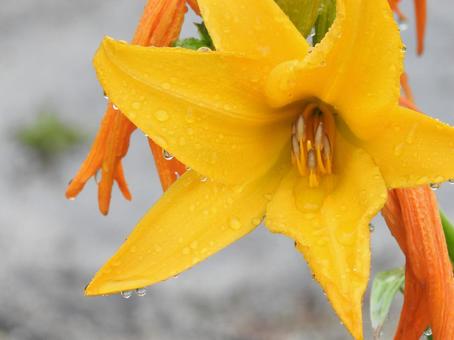 雨とお花 雨とお花の写真