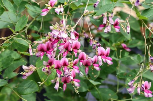 ヤマハギ クローズアップ ヤマハギ クローズアップ ヤマハギ,山萩,顕花植物の写真素材