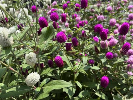 紫の花 紫の花の写真