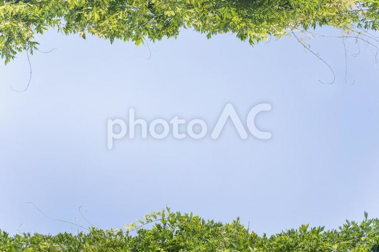 新緑と青空の背景１ 新緑,青空,素材の写真素材